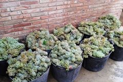 Uva Blanco en Cunachos