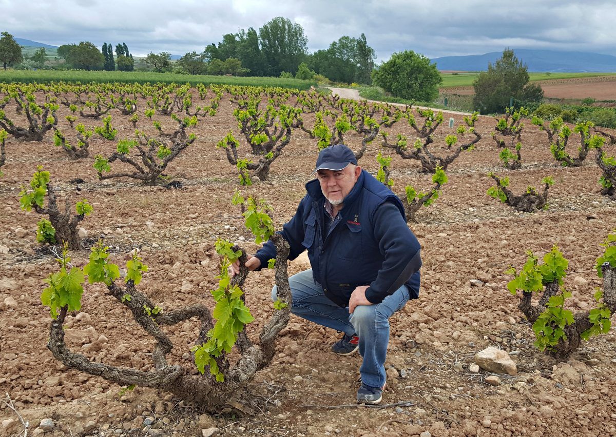 Viñedos Centenarios - Hacienda Grimón - Bodega de Rioja